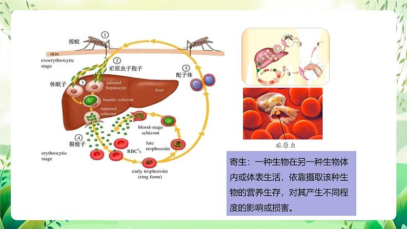 沪教版生物八下4.2.2《无脊椎动物+（一）原生、腔肠动物》课件第8页