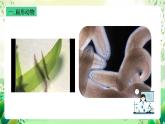 沪教版生物八下4.2.2《无脊椎动物（二） 扁形动物、线虫动物》课件