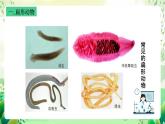 沪教版生物八下4.2.2《无脊椎动物（二） 扁形动物、线虫动物》课件