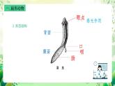 沪教版生物八下4.2.2《无脊椎动物（二） 扁形动物、线虫动物》课件