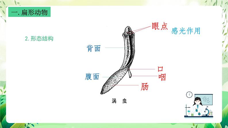 沪教版生物八下4.2.2《无脊椎动物（二） 扁形动物、线虫动物》课件第5页