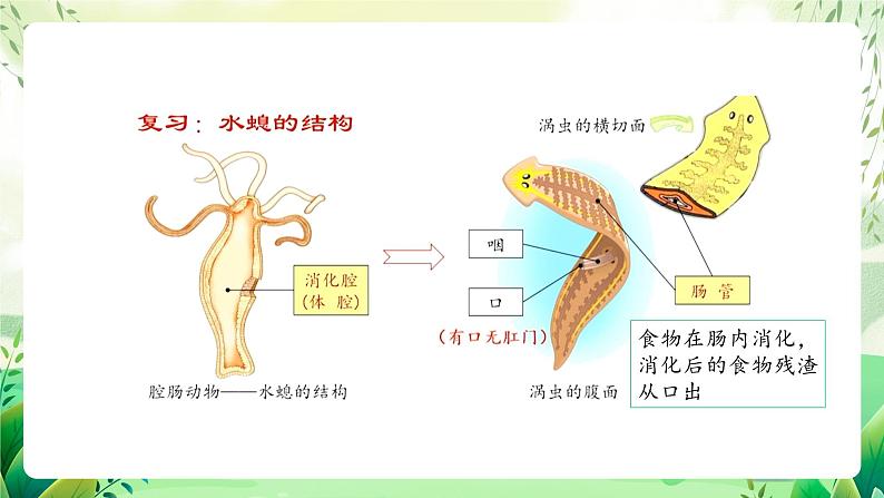 沪教版生物八下4.2.2《无脊椎动物（二） 扁形动物、线虫动物》课件第6页