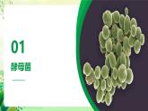 沪教版生物八下4.3.1《微生物（一）真菌》课件
