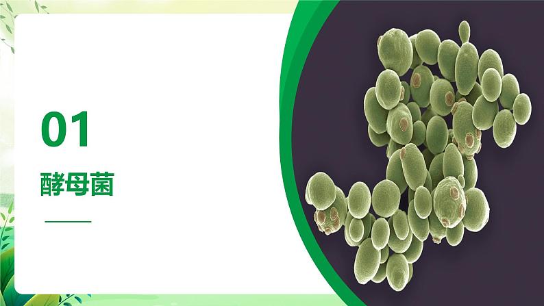 沪教版生物八下4.3.1《微生物（一）真菌》课件第3页