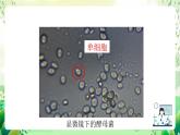 沪教版生物八下4.3.1《微生物（一）真菌》课件
