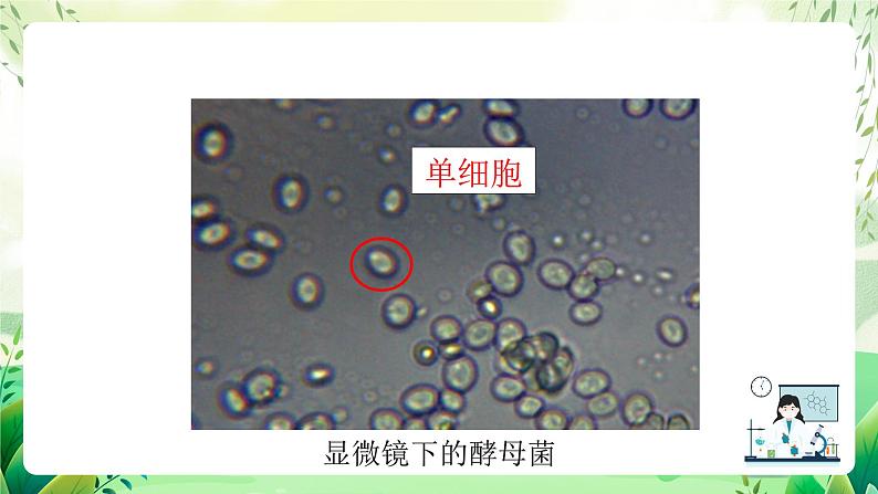 沪教版生物八下4.3.1《微生物（一）真菌》课件第5页