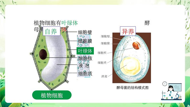 沪教版生物八下4.3.1《微生物（一）真菌》课件第6页