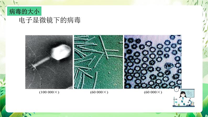 沪教版生物八下4.3.1《微生物（三）病毒》课件第6页