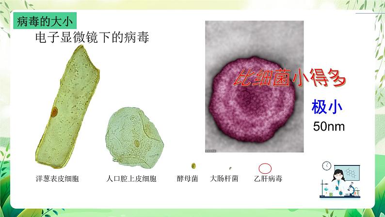 沪教版生物八下4.3.1《微生物（三）病毒》课件第7页