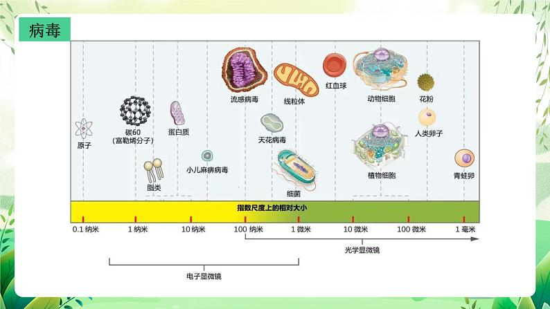 沪教版生物八下4.3.1《微生物（三）病毒》课件第8页