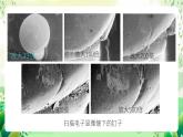 沪教版生物八下4.3.1《微生物（二）细菌》课件
