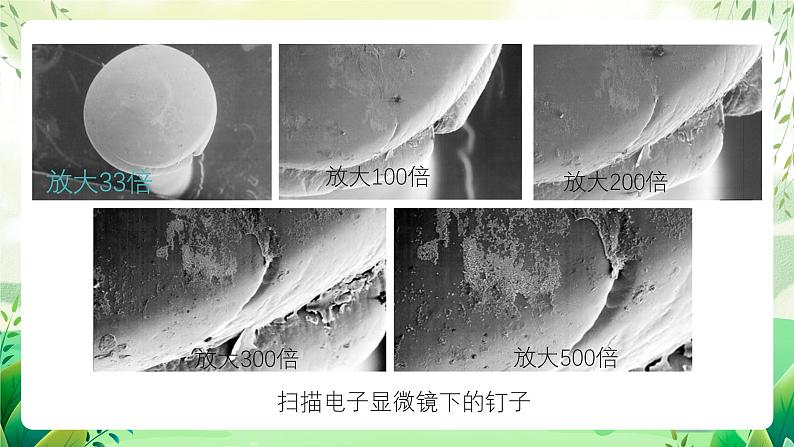 沪教版生物八下4.3.1《微生物（二）细菌》课件第2页