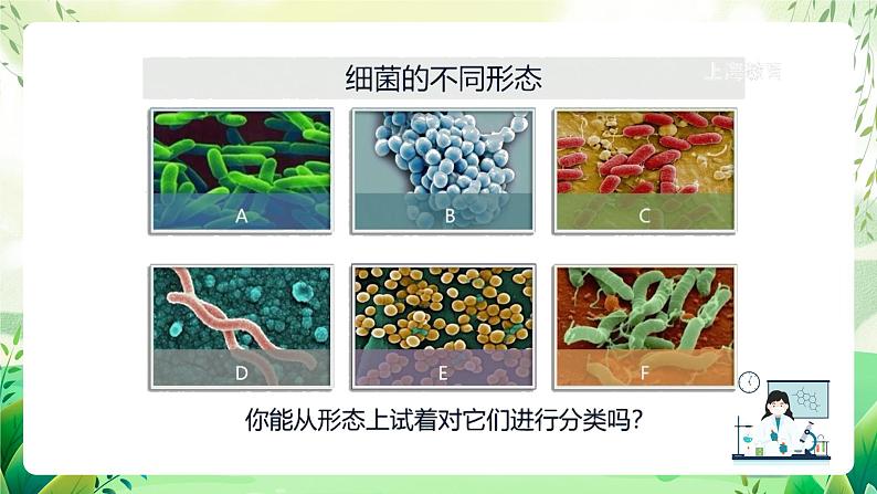 沪教版生物八下4.3.1《微生物（二）细菌》课件第4页