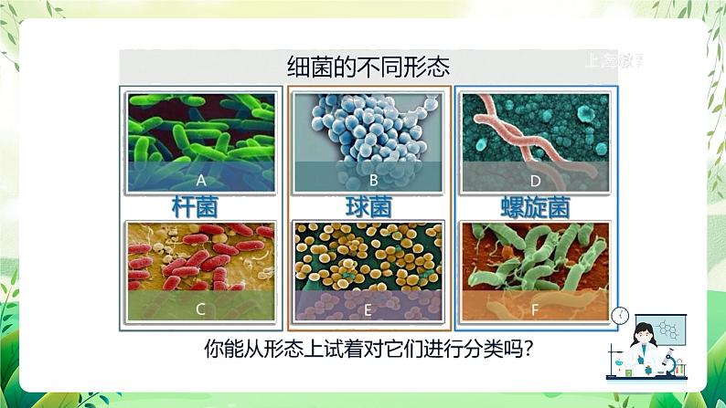 沪教版生物八下4.3.1《微生物（二）细菌》课件第5页