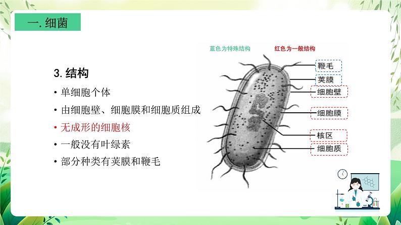 沪教版生物八下4.3.1《微生物（二）细菌》课件第7页