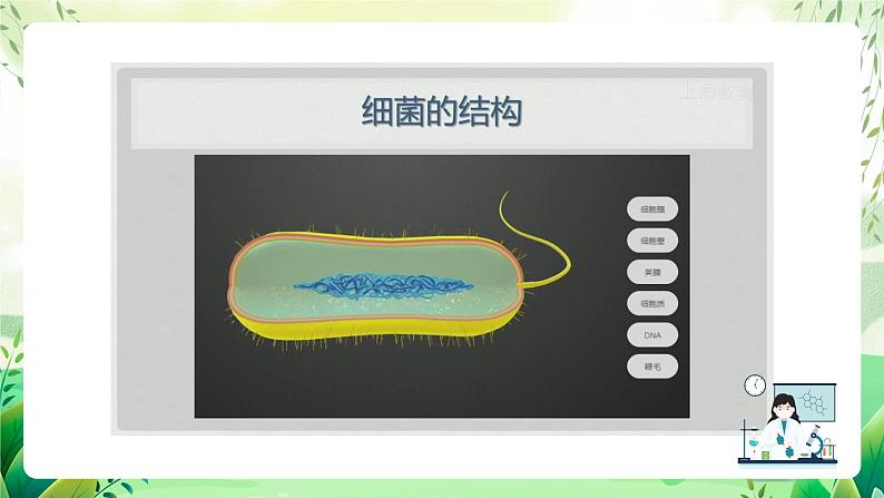 沪教版生物八下4.3.1《微生物（二）细菌》课件第8页