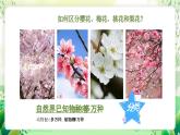沪教版生物八下4.4《生物的分类》课件