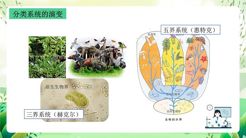 沪教版生物八下4.4《生物的分类》课件第6页