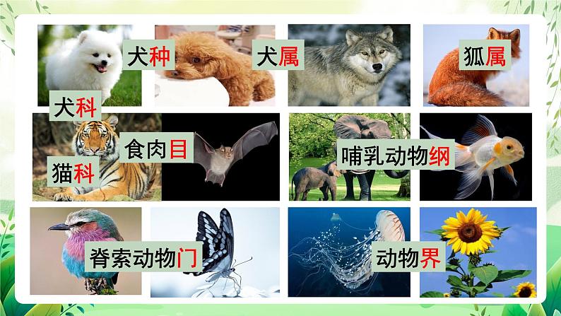 沪教版生物八下4.4《生物的分类》课件第8页