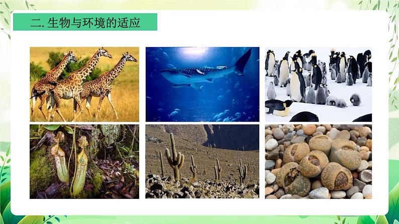 沪教版生物八下5.1.1《生物与环境》课件第8页