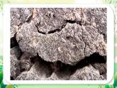 沪教版生物八下5.3《生态系统的稳定性》课件