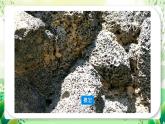 沪教版生物八下5.3《生态系统的稳定性》课件