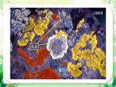 沪教版生物八下5.3《生态系统的稳定性》课件