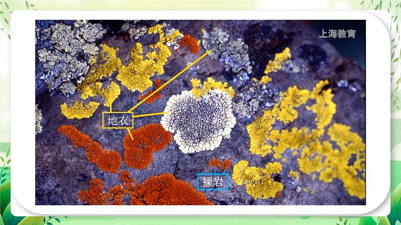 沪教版生物八下5.3《生态系统的稳定性》课件第4页