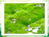 沪教版生物八下5.3《生态系统的稳定性》课件