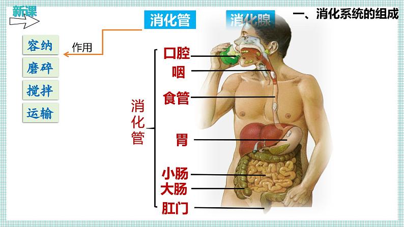 6.2.1 食物的消化和营养物质的吸收 PPT BSD第4页