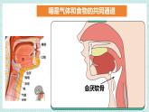 北师大版初中生物 七年级下册 6.2.1 食物的消化和营养物质的吸收（PPT+教案）