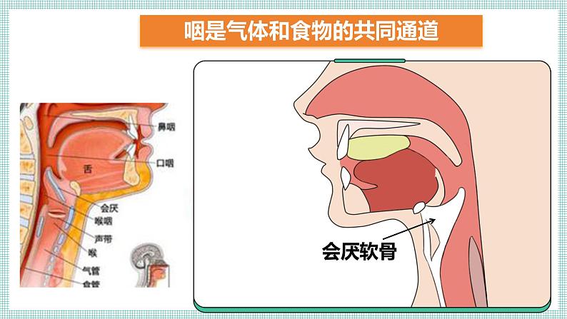 6.2.1 食物的消化和营养物质的吸收 PPT BSD第5页