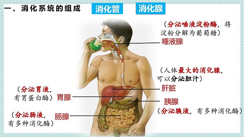 6.2.1 食物的消化和营养物质的吸收 PPT BSD第6页