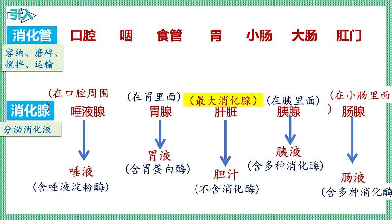 6.2.2 食物的消化和营养物质的吸收 PPT  BSD第3页