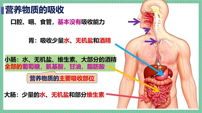 6.2.2 食物的消化和营养物质的吸收 PPT  BSD第6页