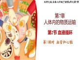 北师大版初中生物 七年级下册 7.2.1血液循环（PPT+教案）
