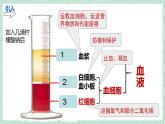 北师大版初中生物 七年级下册 7.2.1血液循环（PPT+教案）