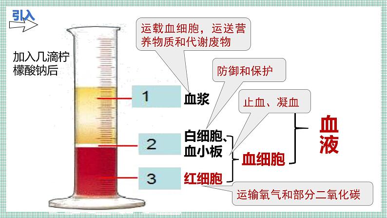 7.2.1血液循环  PPT  BSD第3页