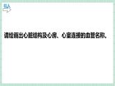 北师大版初中生物 七年级下册 7.2.2血液循环（PPT+教案）