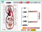 北师大版初中生物 七年级下册 7.2.2血液循环（PPT+教案）