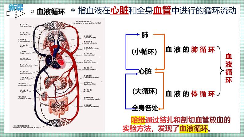 7.2.2血液循环  PPT  BSD第5页