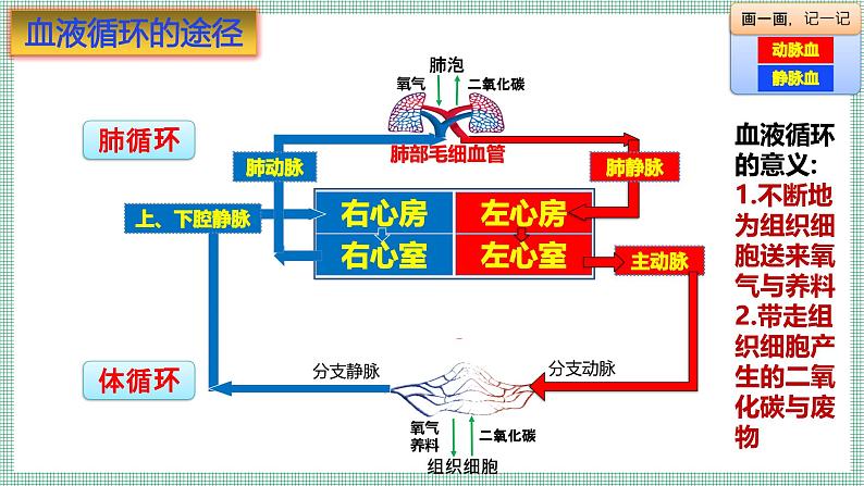 7.2.2血液循环  PPT  BSD第8页