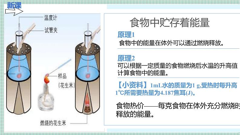 8.1食物中能量的释放  PPT  BSD第5页