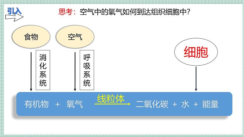 8.2 人体细胞获得氧气的过程 PPT   BSD第3页