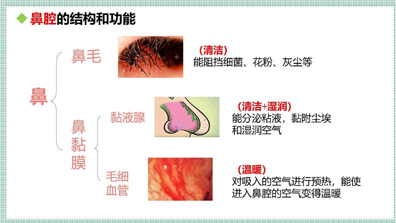 8.2 人体细胞获得氧气的过程 PPT   BSD第6页