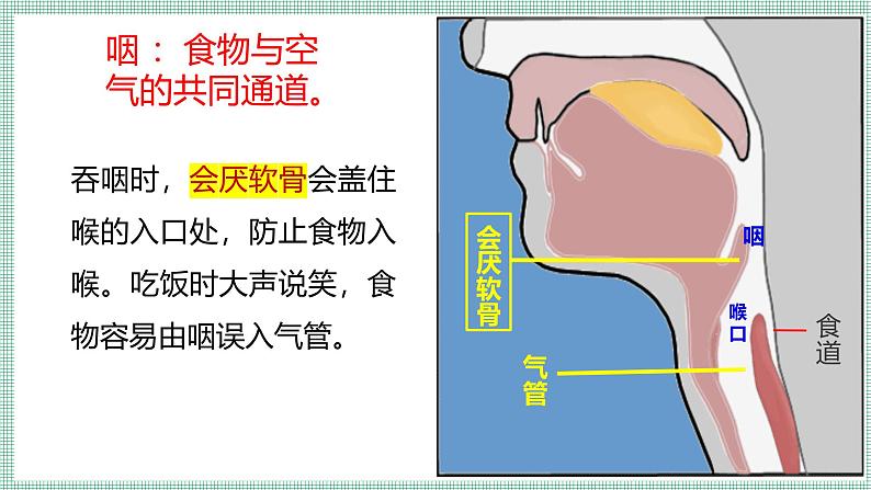 8.2 人体细胞获得氧气的过程 PPT   BSD第8页