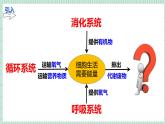北师大版初中生物 七年级下册 9.1人体产生的代谢废物（PPT+教案）