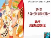 北师大版初中生物 七年级下册 9.2尿的形成与排出（PPT+教案）