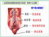 北师大版初中生物 七年级下册 9.2尿的形成与排出（PPT+教案）