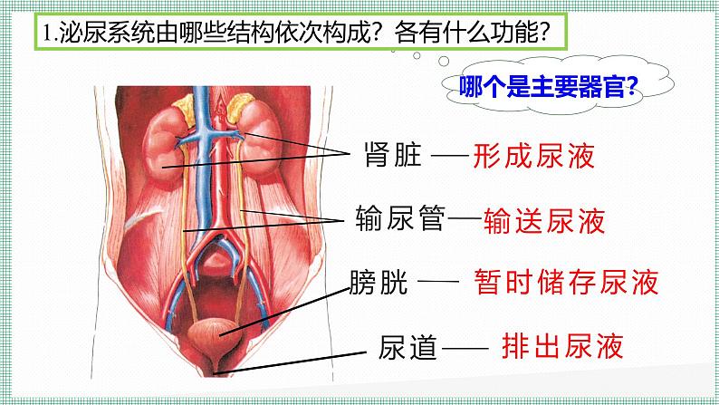 9.2尿的形成与排出 PPT  BSD第5页